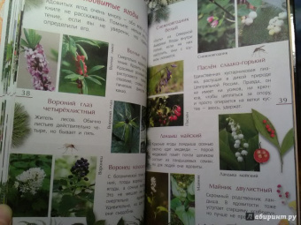 Петр Волцит: Ягоды и грибы