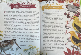 Николай Сладков: Лесные сказки