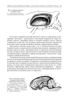 Зеленевский, Щипакин, Былинская: Анатомия животных. Неврология. Особенности строения домашней птицы. Практикум