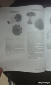 Матанцев, Матанцева: Грибы. Справочник-определитель