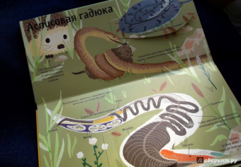 Боманн, Дюпон: Животные снаружи и внутри