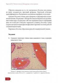 Елена Борхунова: Частная гистология. Интегрирующие системы. Методика изучения препаратов. Учебно-методическое пособие
