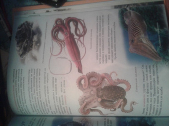 Евстигнеев, Ященко: Кто на свете старше динозавра... или Почему киты живут в воде, а слоны на суше?