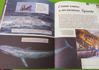 Вячеслав Ликсо: Большая книга о подводном мире. 1001 фотография