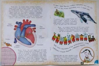 Вера Иванова: Как устроен человек?