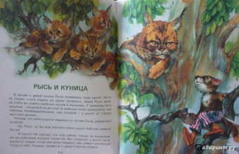 Валерий Кастрючин: Сказки Чудо-дерева