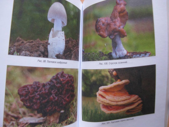 Кулинарная книга выживальщика