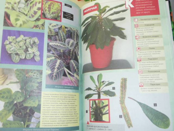 Ирина Иофина: 100 самых популярных комнатных растений