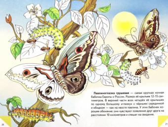Самые красивые бабочки