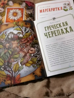 Майя Толл: Магический бестиарий. Вдохновляющие послания и ритуалы от 36 волшебных животных 36 карт и книга