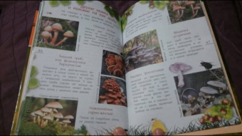 Петр Волцит: Ягоды и грибы