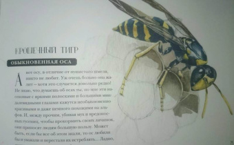 Франсуа Лассерр: Музей живых насекомых