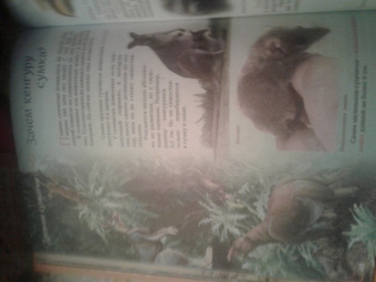 Евстигнеев, Ященко: Кто на свете старше динозавра... или Почему киты живут в воде, а слоны на суше?