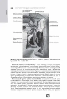 Егоров, Аветисов, Аклаева: Офтальмология. Национальное руководство