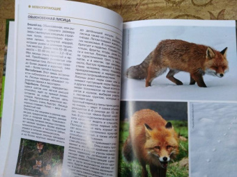 Владимир Бабенко: Животные рядом с нами