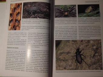 Александр Просвиров: Атлас жуков средней полосы России