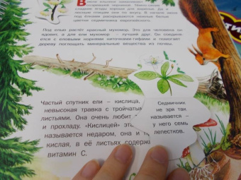 Татьяна Елумеева: Растения