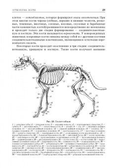 Зеленевский, Зеленевский, Щипакин: Анатомия животных. Соматические системы. Практикум. Учебное пособие для вузов