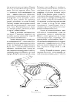 Стекольников, Щербаков, Яшин: Лабораторные животные. Учебное пособие для вузов