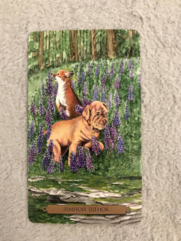 Конуэй, Найт, Мюллер: Комплект:  Таро магических собак+Таро Изменения Формы