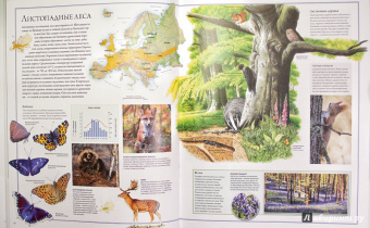 Бамбарадения, Вудрафф, Гинзберг: Животный мир. Иллюстрированный атлас