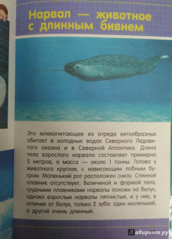 Дмитрий Кошевар: Акулы, киты, дельфины