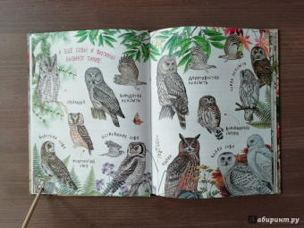 Николай Сладков: Лесные сказки