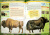 Дарья Ермакович: Животные