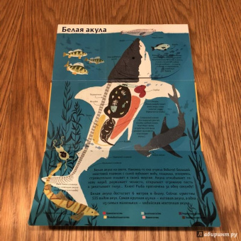 Боманн, Дюпон: Животные снаружи и внутри