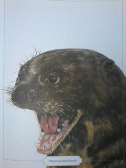 Сэми Бэйли: Энциклопедия опасных животных