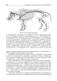 Зеленевский, Зеленевский, Щипакин: Анатомия животных. Соматические системы. Практикум. Учебное пособие для вузов
