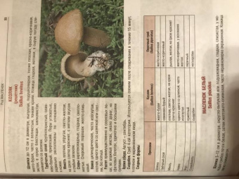 Иван Куреннов: Грибы. Полная иллюстрированная энциклопедия