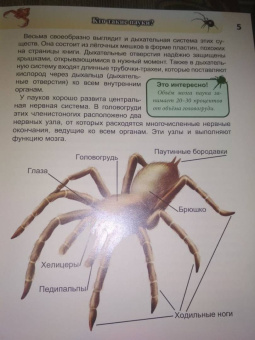 Людмила Соколова: Хочу знать. Пауки