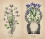 Клэр Гудчайлд: Antique Anatomy Tarot. Таро античной анатомии Клэр Гудчайлд: Antique Anatomy Tarot. Таро античной анатомии