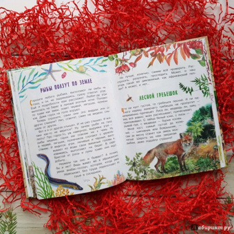 Николай Сладков: Лесные сказки