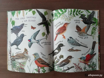 Николай Сладков: Лесные сказки