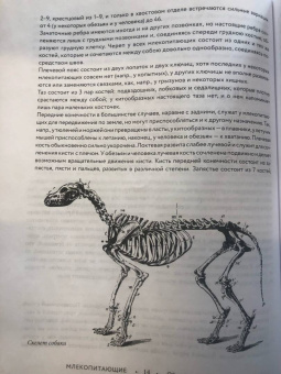 Альфред Брем: Жизнь животных. Большая иллюстрированная энциклопедия