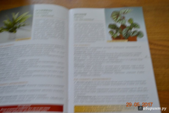 Валентин Воронцов: Секреты ухода. Декоративнолистные комнатные растений