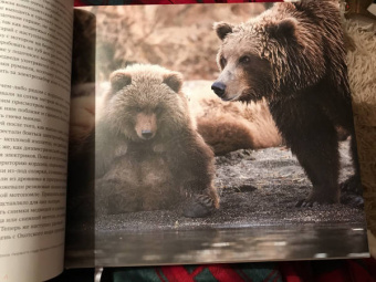 Игорь Шпиленок: Сто заповедных лет. Фотоистория большого путешествия. Том 2. Камчатка