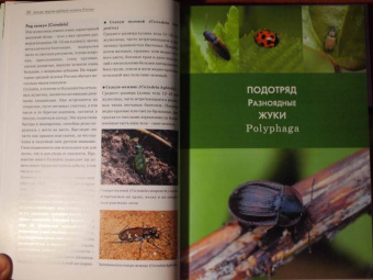 Александр Просвиров: Атлас жуков средней полосы России