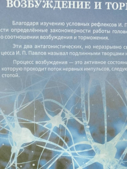 Алла Озорнина: Мозг человека. Самая умная энциклопедия