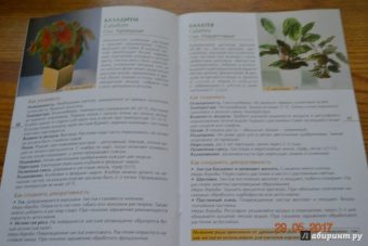 Валентин Воронцов: Секреты ухода. Декоративнолистные комнатные растений