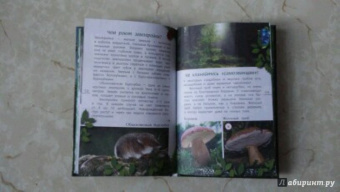 Александр Тихонов: Лесные тайны