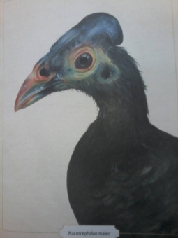 Сэми Бэйли: Энциклопедия удивительных животных