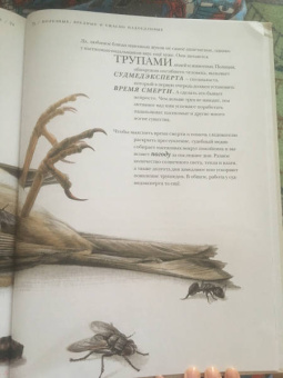 Барт Россел: Поразительные насекомые. Книга про подземных математиков, мастеров блефа, дружных кочевников, зомби