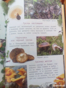 Петр Волцит: Ягоды и грибы