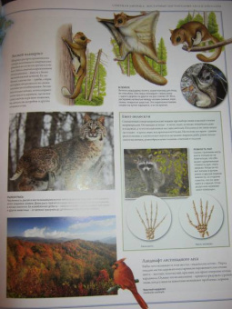 Бамбарадения, Вудрафф, Гинзберг: Животный мир. Иллюстрированный атлас