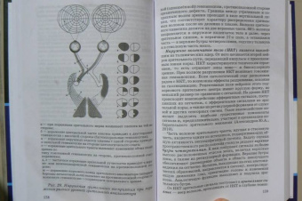 Мария Баулина: Нейропсихология. Учебник для вузов