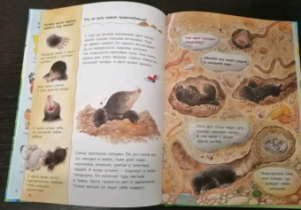 Фридерун Райхенштеттер: Божья коровка и другие обитатели луга. Познавательные истории