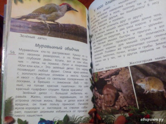 Александр Тихонов: Лесные тайны